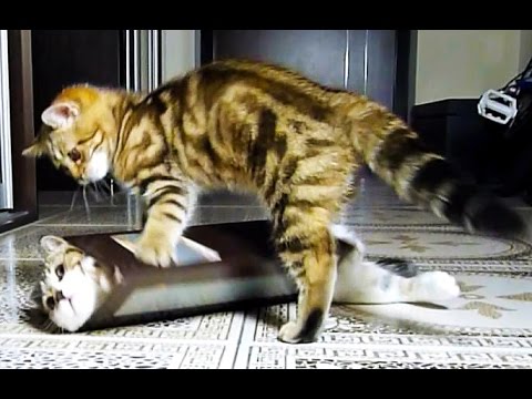 Cute Kittens and funny Cats Doing Funny Things with Boxes Videos Compilation