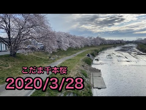 こだま千本桜