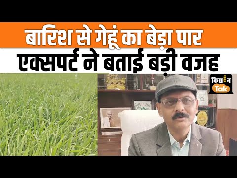 Karnal News: मौसम में बदलाव से Wheat की फसल को होगा खूब फायदा, IIWBR के निदेशक ने बताई वजह #winter