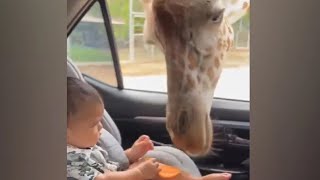 Watch: Giraffe Steals Snack From Baby In Car