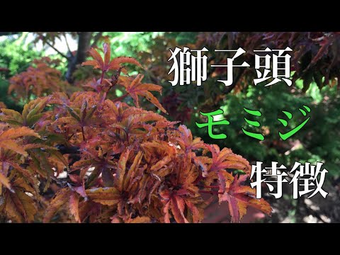 獅子頭モミジ[特徴]紅葉綺麗！じっくり観察！