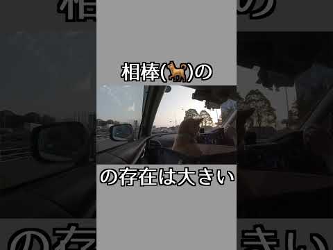 柴犬と車中泊って・・・