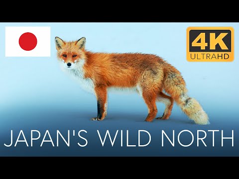 Japan´s Wild North: The Wilderness of Hokkaido | 4K UHD Documentary