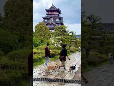 Day of the Fushimi #旅遊 #travel #kyoto #osaka #japan #日本