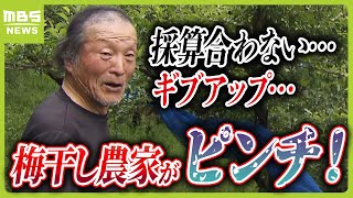 法改正で梅農家ピンチ！「採算合わず…もうギブアップ」危機の中立ち上がった梅ボーイズ『梅干し界の坂本龍馬に』販売取りやめた作り手も（2024年6月7日）