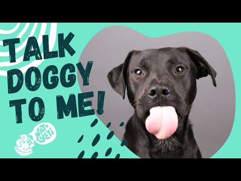 Can your Dog Understand you?