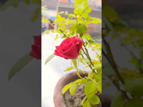 Rose Status 💖|| Love Status 💖|| Romantic Song Status 💖 || Flower Status💖#shorts #lovestatus #status