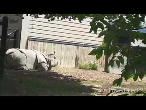 Toronto Zoo, Rino and baby.