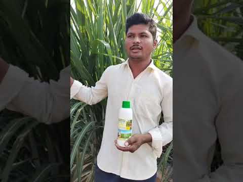 102 Malappa from Belgaum District | Karnataka | Nano Urea Testimonial