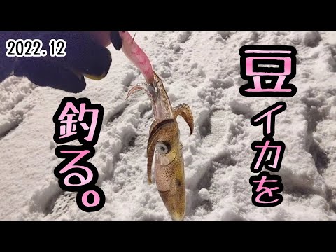 【日本海】鮮度バツグンのイカが食べたいから 小樽でイカ釣る