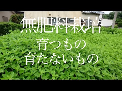 無肥料栽培取れるもの、取れないもの#無肥料 #家庭菜園 #無農薬