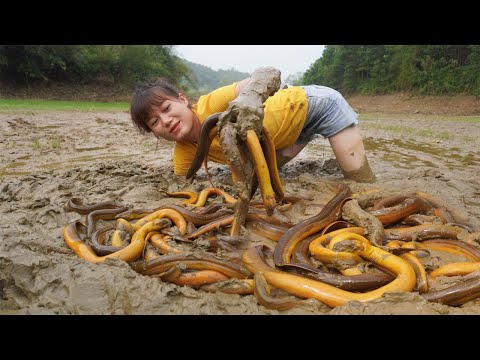 Catch eels underground, How to find eels underground - Harvest eels go to the village sell