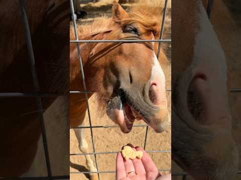 A trip to Indian Village Harvest Farm is good for the soul✨🐴🌸#discovermwm #indianvillage #farm