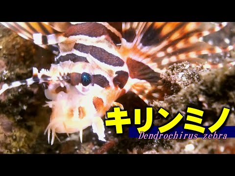 【 キリンミノ 】美ボディーは防御のデパート　Dendrochirus zebra