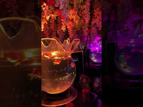 金魚泳ぐ幻想秋夜 (Shorts 5) -- アートアクアリウム美術館GINZA / ART AQUARIUM Museum GINZA (2024/10/4)