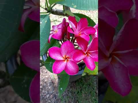 Plumeria flowers / Champa Flowers / Learn Gardening #shorts