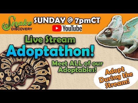 Adoptathon! June 16, 2024