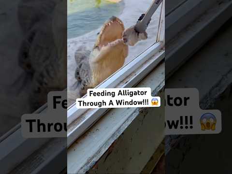 Feeding Alligator Through A Window!!! 😱🐊#shorts #alligator