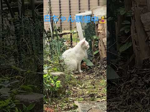 瞑想する白先生🧘‍♀️#ねこのいる暮らし #ねこ動画 #cat #のら猫 #白猫