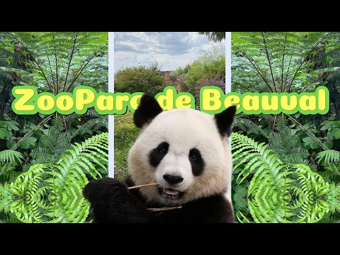 ZooParc de Beauval  | A Stunning Aerial Journey Through the Park | Healing Music & Nature  #sonocalm