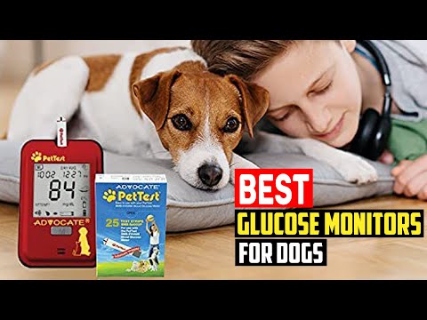 ✅ Top 5 Best Glucose Monitors for Dogs in 2022