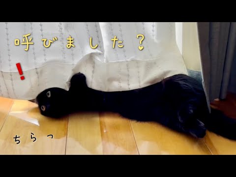 ひなたぼっこ中に声を掛けると、独特な覗き方をする黒猫