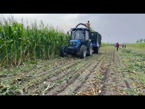 corn silage sonalika 75 with saktiman single row