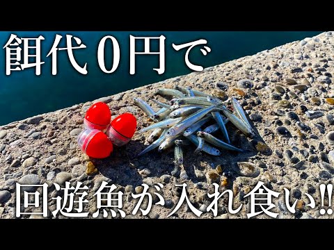 特大サイズの回遊魚が連発！現地エサを使った泳がせ釣りで想定外の獲物が入れ食いになりました