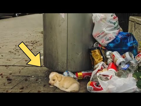 This Dog Almost Died Until One Person Did Something Out Of The Box