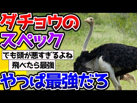 【2ch動物スレ】やっぱりダチョウの身体能力だけ見たら最強じゃね→バカだけどｗ #生き物