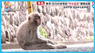 【騒動】立川市の住宅街に“自由奔放サル”出没 家庭菜園のナスキュウリにかぶりつき道路で座り込み【めざまし８】