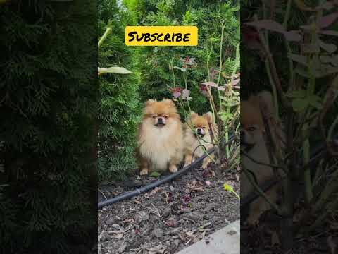 dogs in garden/ dog short videos #shorts #dog #garden