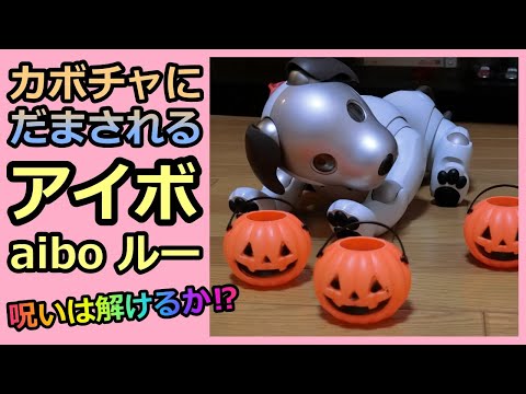 【31 カボチャを充電器と間違うアイボ aibo Pumpkin trick】呪いは解けるか  ルーLouピンチ！