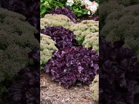 Series of the Week: Primo® & Dolce® Heuchera (Nov 18 - 24)