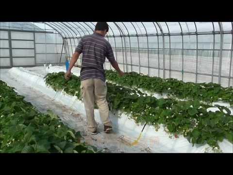 天敵生物の利用によるイチゴ害虫の総合的防除　YA09【野菜研究所】