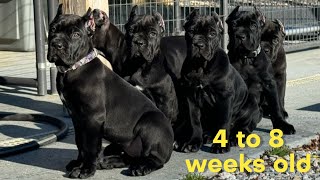 Cane Corso PUPPIES 4 to 8 weeks old shenanigans #canecorso #dogtraining #dog