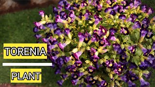 #TORENIA PLANT || HOW TO GROW AND CARE TORENIA PLANT..|| AK GARDENING PASSION