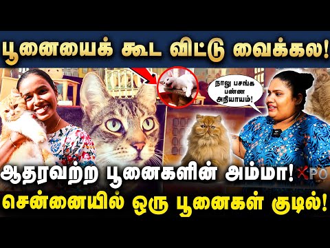 சென்னையில் ஆதரவற்ற பூனைகளுக்கு அம்மா! Kudil Cat Welfare Trust| Dharani Interview