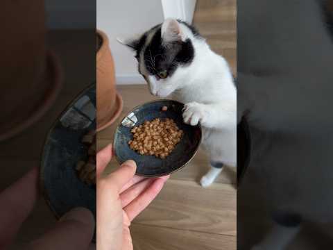 Put that bowl down hooman! #lolathecat