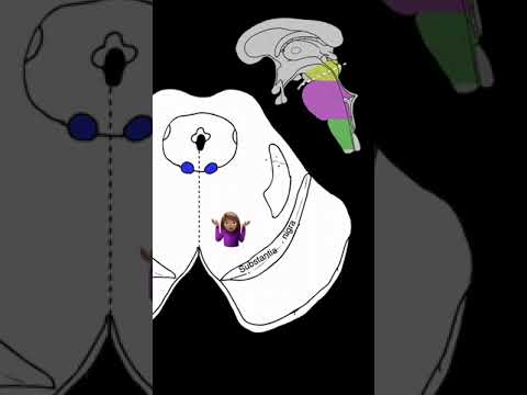 Midbrain Motor Nuclei #shorts  #brainanatomy #biology #anatomy