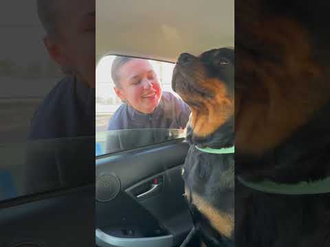 upset Penny #rottweiler #dog #puppy #reels #dog #cute #pets #viralvideo #shorts #public