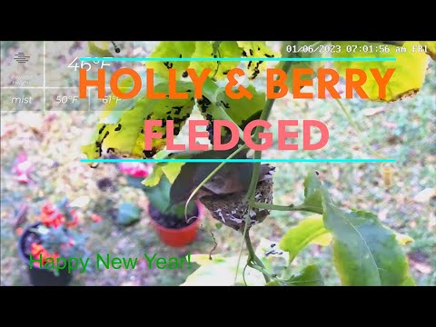 Flora's Baby Hummingbirds Holly and Berry's Fledging Moments on Jan 06, 2023