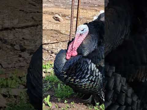 Amazing display of feathers by male turkey| #fjfarms #turkeybirds #strutting #viral