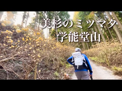 【犬連れ登山】関西のミツマタスポット‼️美杉のミツマタと学能堂山登山へ行ってきました😀✨