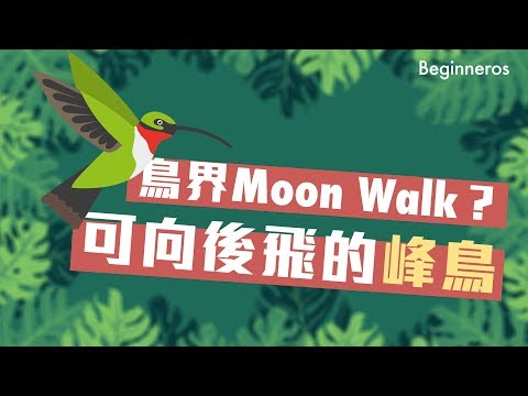 【冷知識】鳥界Moon Walk？可向後飛的峰鳥！｜Beginneros