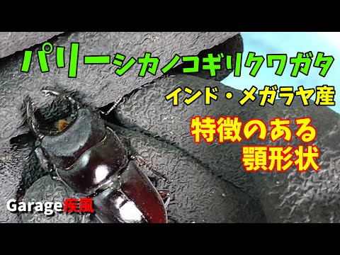 パリーシカノコギリクワガタ　特徴のある顎形状で面白い！　#クワガタ