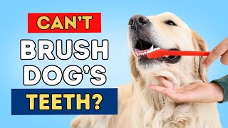 Dog Dental Care Without Brushing