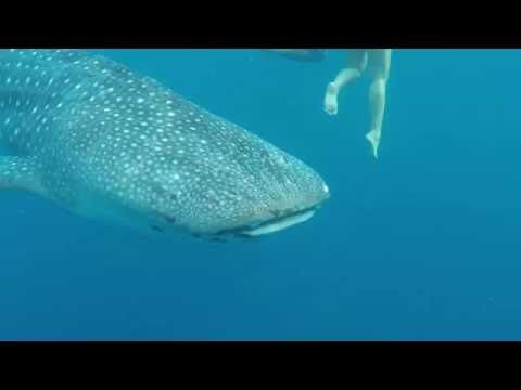 Whale Shark watching in Oslob