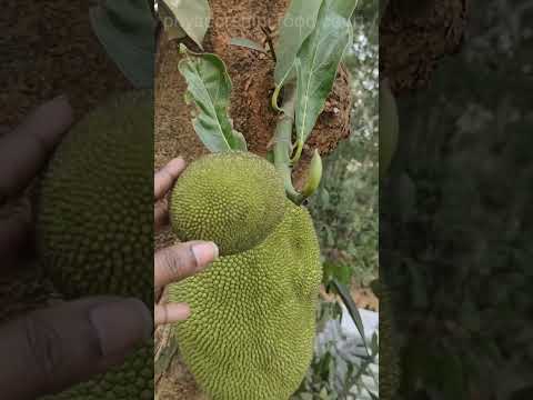 ఎన్ని పనసకాయలో పండగే పండగ 👌 #panasakaya #jackfruit #garden #youtubeshorts #trending #shorts #viral