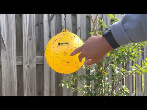 Bug Ball Sticky￼ fly and bug trap review (yellow gnat)